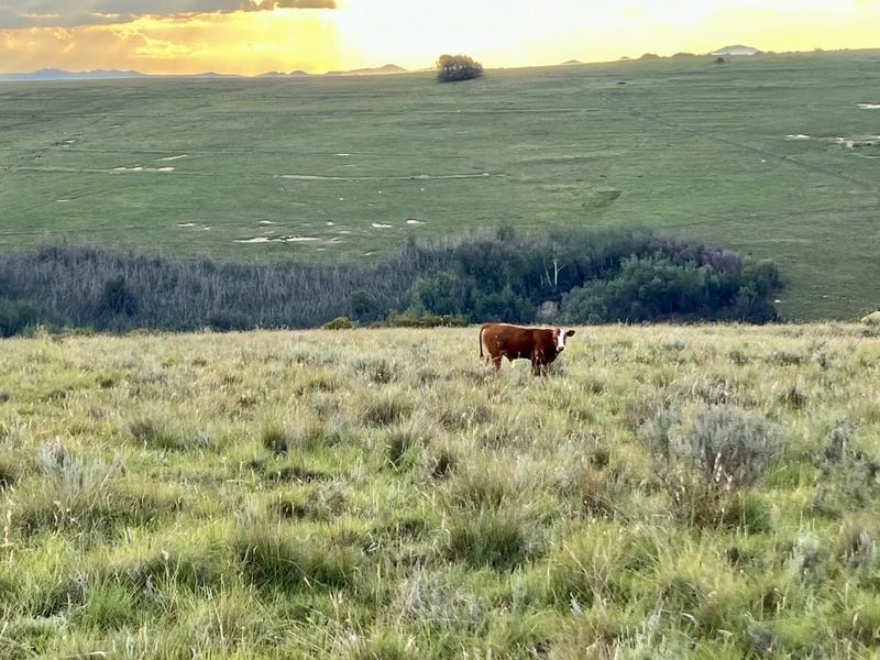 0 Bedroom Property for Sale in Fouriesburg Free State